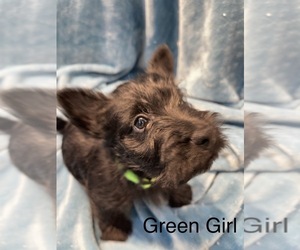 Scottish Terrier Puppy for sale in WELLSTON, OH, USA
