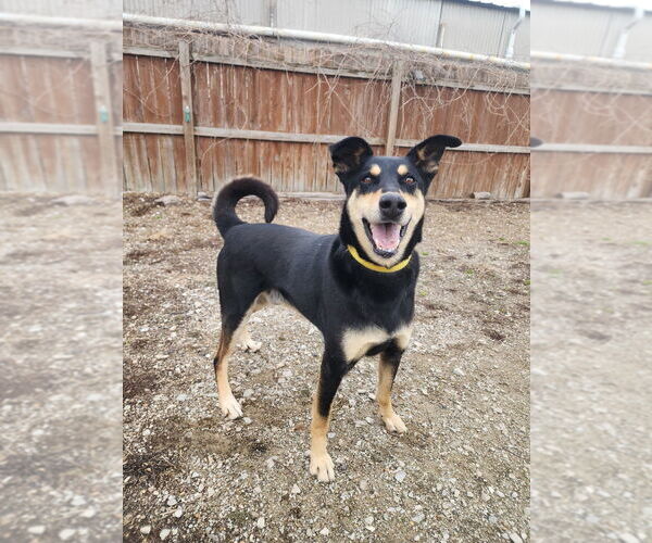 Medium Photo #1 Mutt Puppy For Sale in Evansville, IN, USA