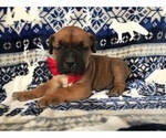 Small Photo #13 Boerboel Puppy For Sale in CHRISTIANA, PA, USA