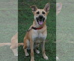 Small #4 Golden Shepherd