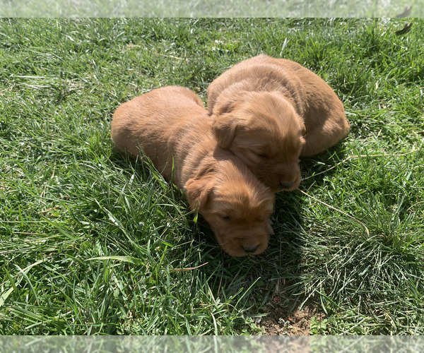 Medium Photo #7 Golden Retriever Puppy For Sale in CLEVER, MO, USA