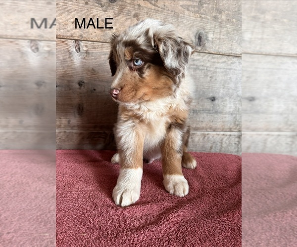 Medium Photo #10 Australian Shepherd Puppy For Sale in VERMONTVILLE, MI, USA
