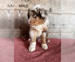 Small #9 Australian Shepherd
