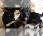 Small Photo #3 German Shepherd Dog Puppy For Sale in NEWARK, DE, USA