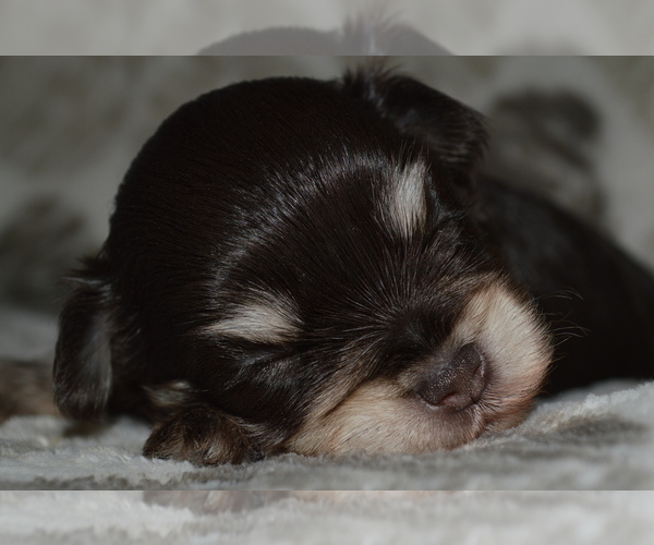 Medium Photo #8 Schnauzer (Miniature) Puppy For Sale in MADERA, CA, USA