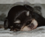 Small Photo #8 Schnauzer (Miniature) Puppy For Sale in MADERA, CA, USA