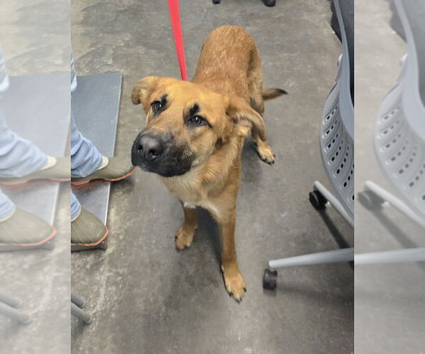 Medium Photo #2 Mutt Puppy For Sale in Evansville, IN, USA