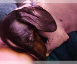 Small #3 Dachshund