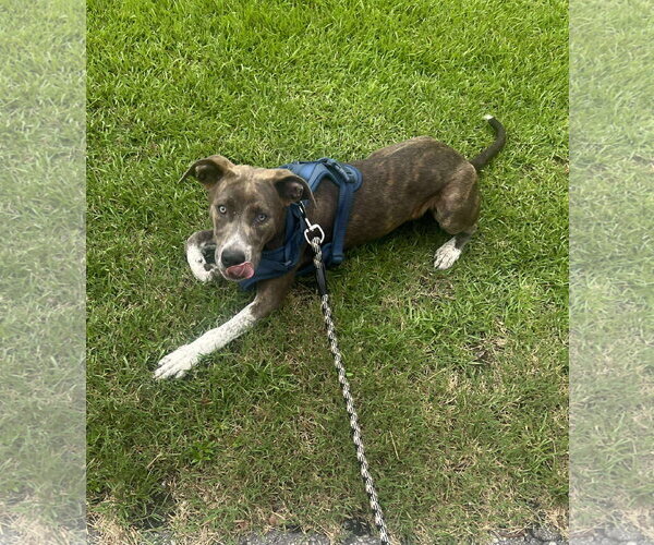 Medium Photo #28 Mountain Cur-Unknown Mix Puppy For Sale in Holly Springs, NC, USA