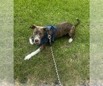 Small #27 Mountain Cur Mix