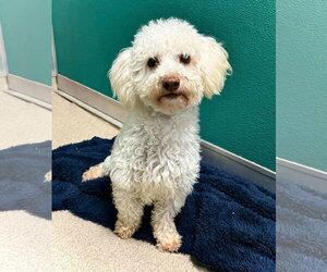 Mutt Dogs for adoption in Woodbury, NY, USA