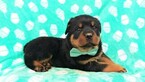 Small Photo #4 Rottweiler Puppy For Sale in LANCASTER, PA, USA