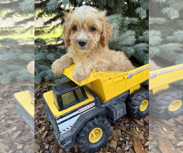Medium Photo #1 Cockapoo (Miniature) Puppy For Sale in MIDDLEBURY, IN, USA