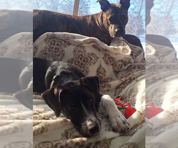 Medium Photo #18 Border Collie-Unknown Mix Puppy For Sale in Germantown, OH, USA