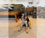 Small Photo #1 German Shepherd Dog Puppy For Sale in Seattle, WA, USA
