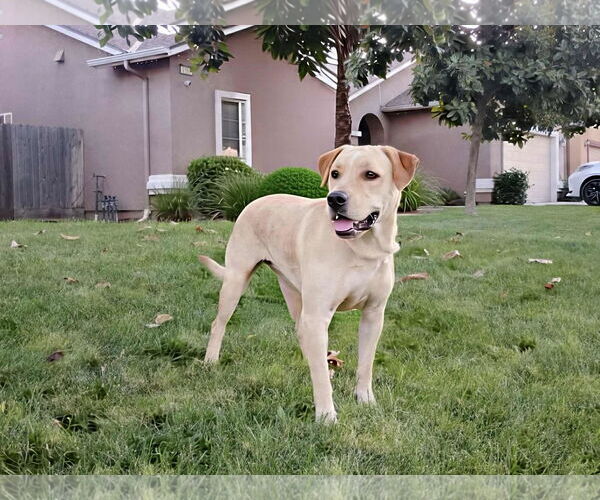 Medium Photo #2 Labrador Retriever-Unknown Mix Puppy For Sale in Clovis, CA, USA