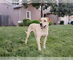 Small #1 Labrador Retriever Mix