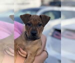 Small #8 Mutt