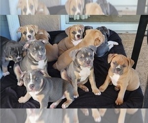 American Bully Litter for sale in PALM BAY, FL, USA