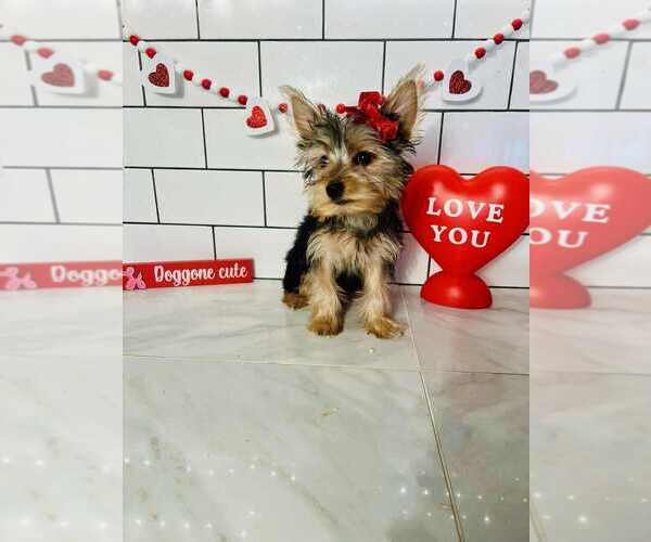 Medium Photo #2 Yorkshire Terrier Puppy For Sale in INDIANAPOLIS, IN, USA