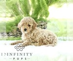 Small #3 Poodle (Toy)