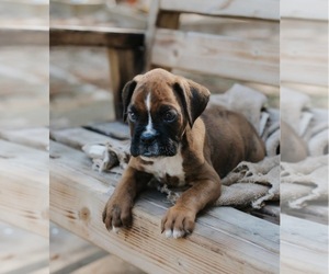 Boxer Puppy for sale in ABBEVILLE, SC, USA