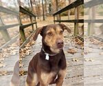 Small Photo #5 Doberman Pinscher-Labrador Retriever Mix Puppy For Sale in Bolivar, MO, USA