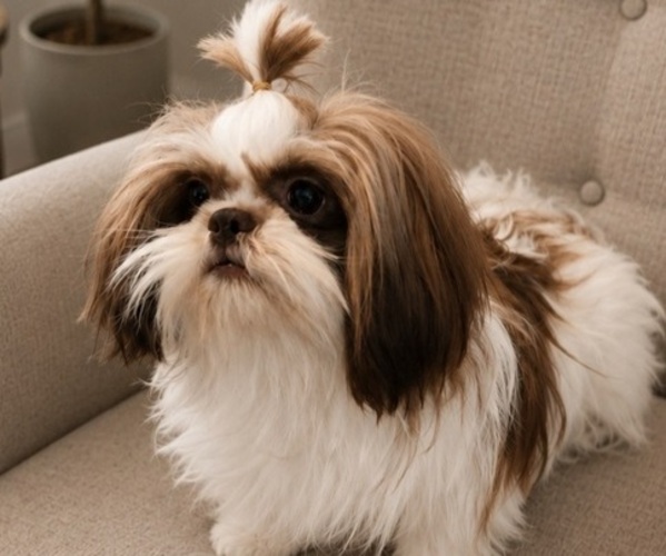 Medium Photo #1 Shih Tzu Puppy For Sale in WESLEY CHAPEL, FL, USA