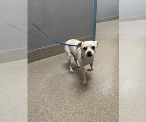 Chihuahua-Unknown Mix Dogs for adoption in Las Vegas, NV, USA