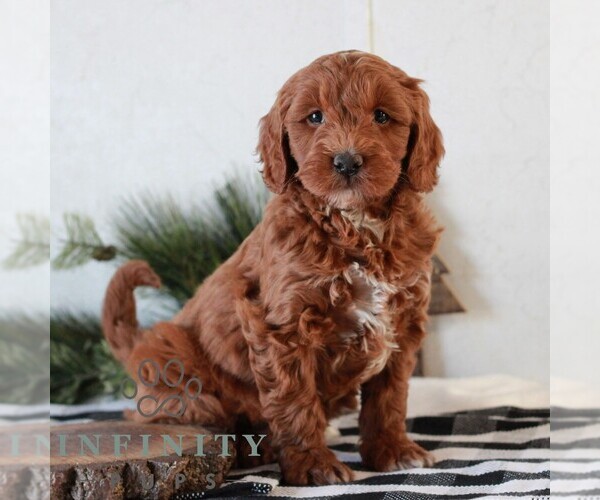 Medium Photo #3 Goldendoodle (Miniature) Puppy For Sale in LITITZ, PA, USA