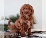 Small #2 Goldendoodle (Miniature)