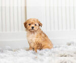 Puppy 0 Morkie-Poodle (Toy) Mix