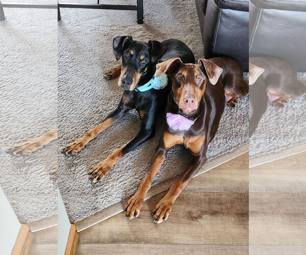 Medium Photo #7 Doberman Pinscher Puppy For Sale in Minneaoplis, MN, USA