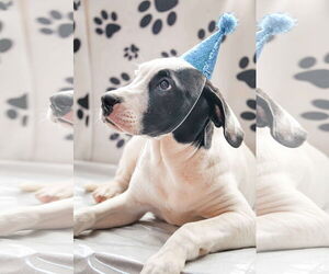 Gus - Male Staffordshire Bull Terrier-Unknown Mix Dog for Adoption - Photo #5