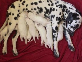 Mother of the Dalmatian puppies born on 01/11/2018