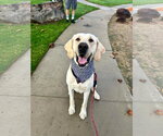 Small #2 Labrador Retriever Mix