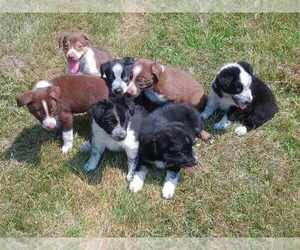 German Wirehaired Pointer Puppy for sale in FOLEY, MN, USA