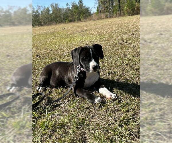 Medium Photo #2 Labrador Retriever-Unknown Mix Puppy For Sale in Tarrytown, GA, USA