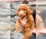 Small Photo #1 Goldendoodle (Miniature) Puppy For Sale in ZIRCONIA, NC, USA