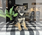 Small Photo #1 German Shepherd Dog Puppy For Sale in FRANKLIN, IN, USA