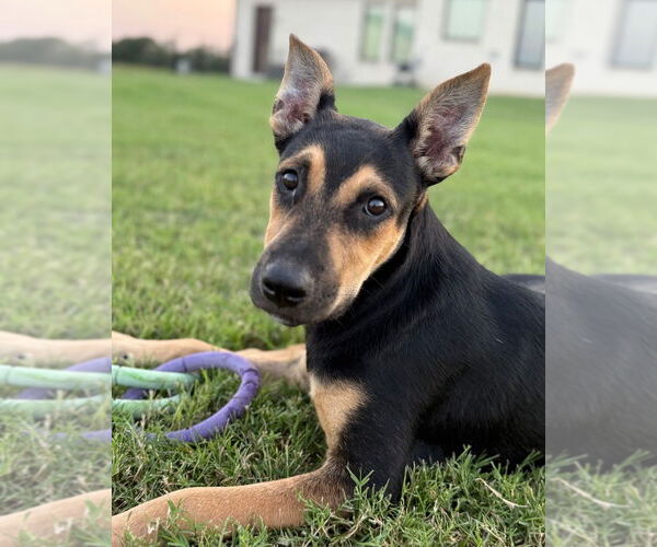 Medium Photo #7 Australian Kelpie-Unknown Mix Puppy For Sale in Claremore, OK, USA
