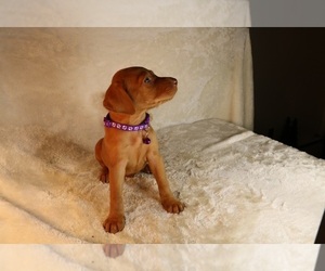Vizsla Puppy for sale in SCHDY, NY, USA