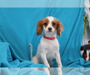 Cavapoo Puppy for sale in SHILOH, OH, USA