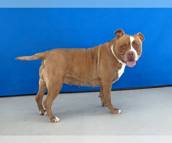 Medium Photo #3 Staffordshire Bull Terrier Puppy For Sale in Pasadena, CA, USA
