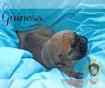 Small Photo #26 Olde English Bulldogge Puppy For Sale in WRIGHT CITY, MO, USA
