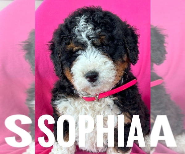 Medium Photo #3 Bernedoodle (Miniature) Puppy For Sale in BOWLING GREEN, KY, USA