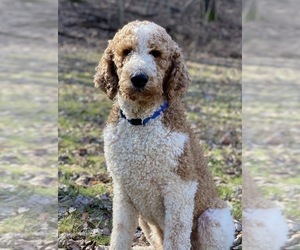 father huskypoo siberian poodle husky standard