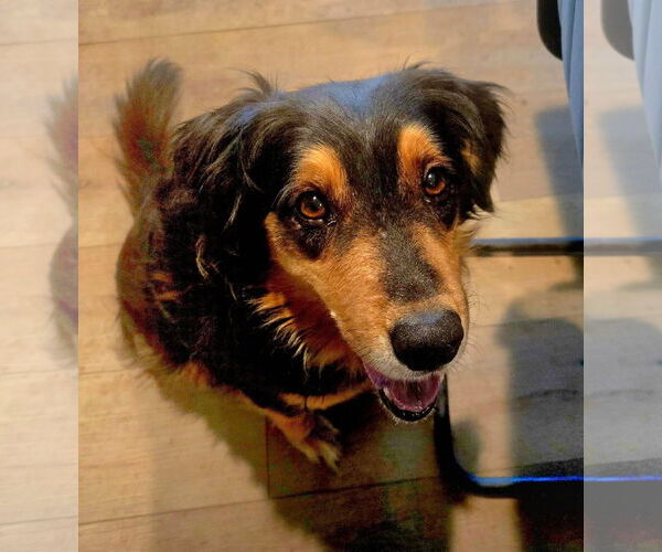 Medium Photo #5 Mutt Puppy For Sale in San Diego, CA, USA