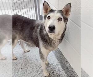 Siberian Husky Dogs for adoption in Houston, TX, USA