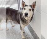 CLARA - Female Siberian Husky Dog for Adoption - Small photo